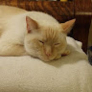 Meet your Posher, Cheryl